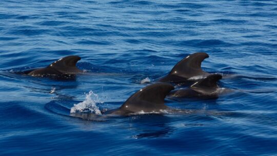 Avistamiento de cetáceos en Cadiz Conil Tarifa
