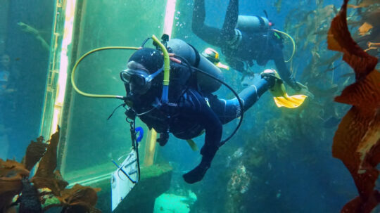 curso buceo divemaster conil